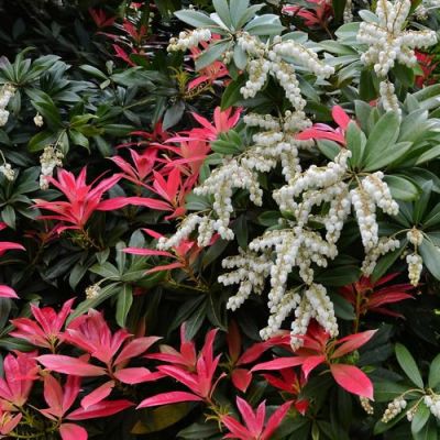 Pieris 'Forest Flame' (5L pot)