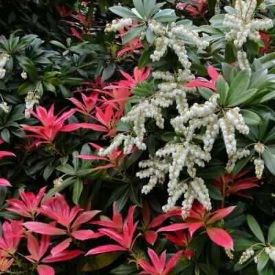 Pieris 'Forest Flame' (10L pot)