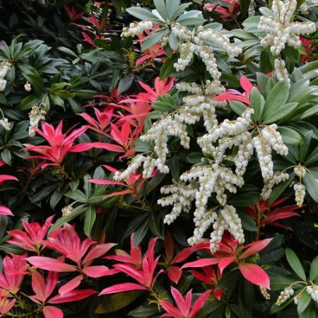 'Pieris Forest Flame' - photo by Michael Garlick (CC License)