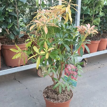 Pieris 'Forest Flame' - Image courtesy of Tully Nurseries