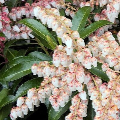 Pieris Jap. Cupido - Photo by David J. Stang (CC BY-SA 4.0)