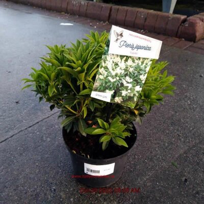Pieris Jap. Cupido - Image courtesy of Tully Nurseries