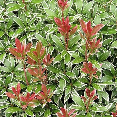 Pieris 'Little Heath' - Photo by Agnieszka Kwiecień, Nova (CC BY-SA 4.0)