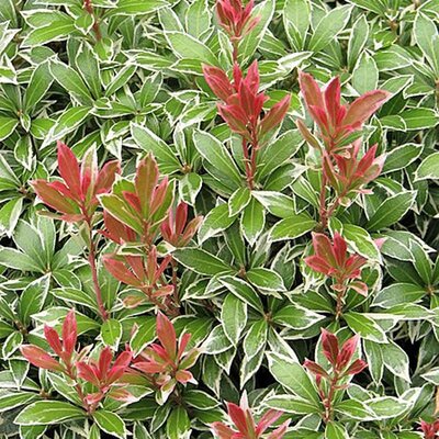Pieris 'Little Heath' - Photo by Agnieszka Kwiecień, Nova (CC BY-SA 4.0)