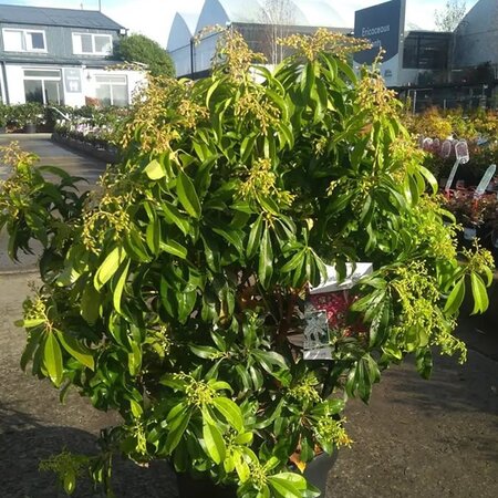 Pieris 'Red Mill' - Image courtesy of Tully Nurseries