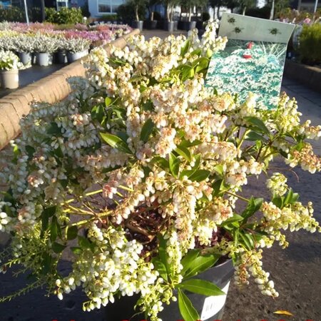 Pieris Taiwanensis - Image courtesy of Tully Nurseries