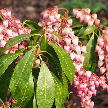 Pieris 'Katsura' - Photo by Agnieszka Kwiecień, Nova (CC BY-SA 4.0)