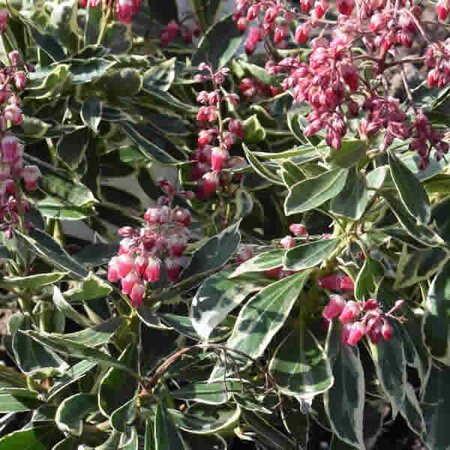 Pieris Polar Passion - photo by David J. Stang (CC BY-SA 4.0)