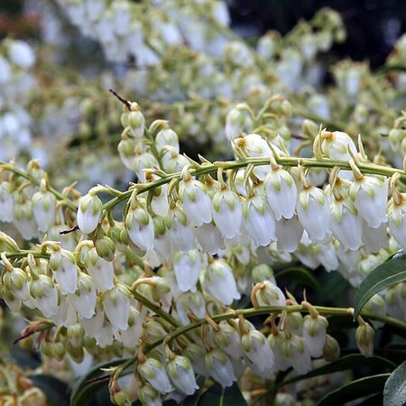 Pieris 'Purity' - Photo by David J. Stang (CC BY-SA 4.0)