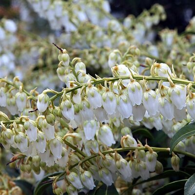 Pieris 'Purity' - Photo by David J. Stang (CC BY-SA 4.0)