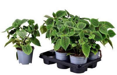Pilea 'Moon Valley ' (14cm pot)