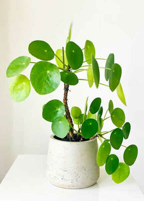Pilea peperomioides - Photo by Kulbir (CC0)