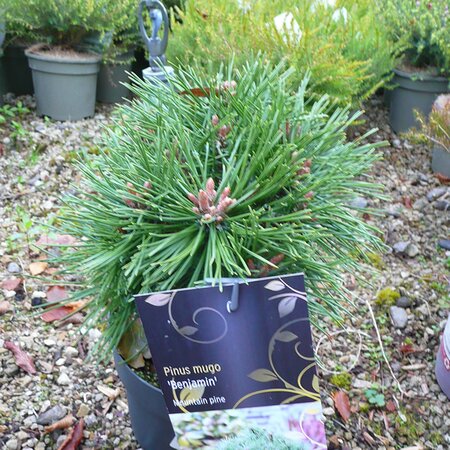 Pinus mugo 'Benjamin' - Photo taken at AGC, Boyle - 17/10/2025