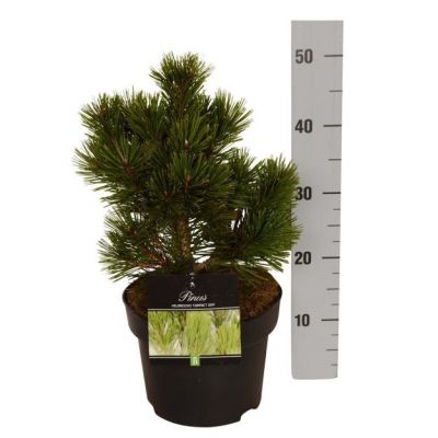 Pinus "Compact Gem" - Image courtesy of Pannebakker