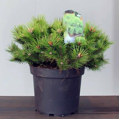 Pinus densiflora 'Low Glow' - Image courtesy of Pannebakker