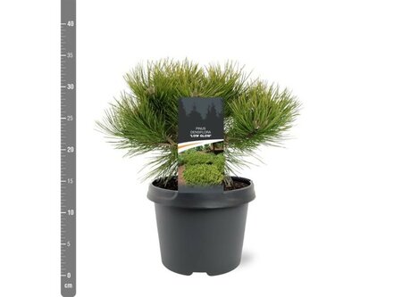 Pinus 'Low Glow' - Image courtesy of Pannebakker
