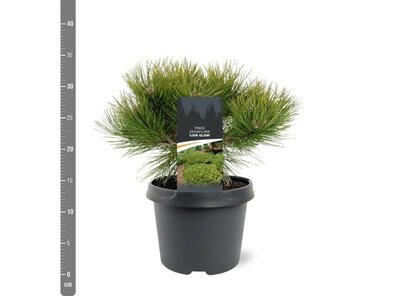 Pinus densiflora 'Low Glow' (3L pot)