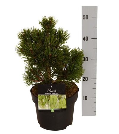 Pinus heldreichii "Compact Gem"  - Image courtesy of Pannebakker