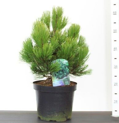 Pinus heldreichii 'Compact Gem' (7.5L pot)