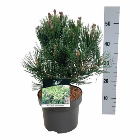 Pinus heldreichii 'Compact Gem' - Image courtesy of Pannebakker