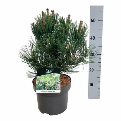 Pinus heldreichii 'Compact Gem' - Image courtesy of Pannebakker
