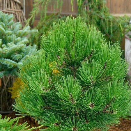 Pinus heldreichii 'Little Dracula' - Public image extract here under fair use