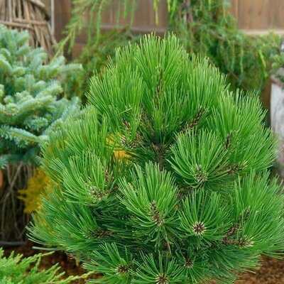 Pinus heldreichii 'Little Dracula' - Public image extract here under fair use