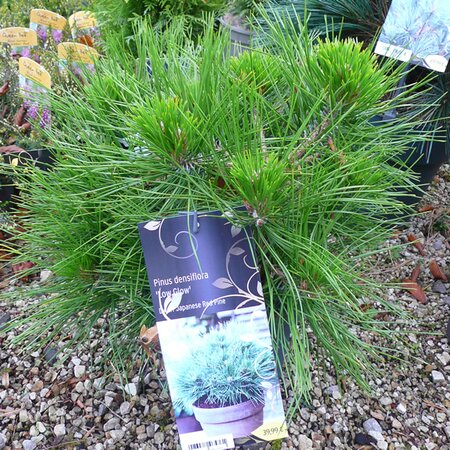 Pinus densiflora 'Low Glow' - Photo taken at AGC, Boyle - 17/10/2025