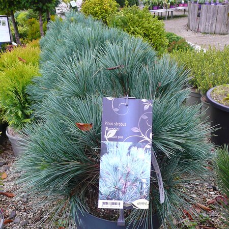 Pinus strobus 'Macopin' - Photo taken at AGC, Boyle 17/10/2025
