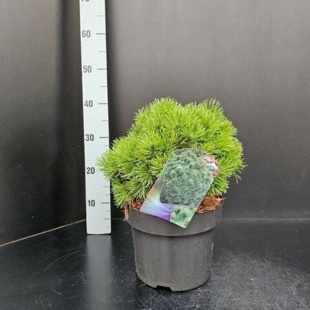 Pinus 'Allgäu' - Image courtesy of Pannebakker
