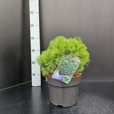 Pinus 'Allgäu' - Image courtesy of Pannebakker
