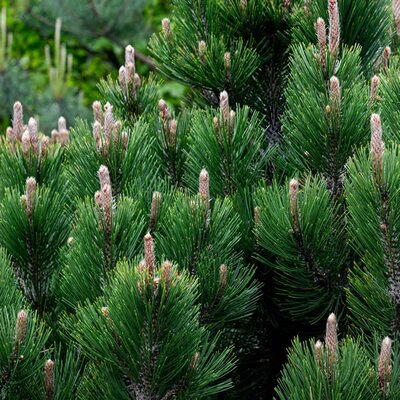 Pinus mugo 'Benjamin' - Photo by Наталья Севрук courtesy of Pexels