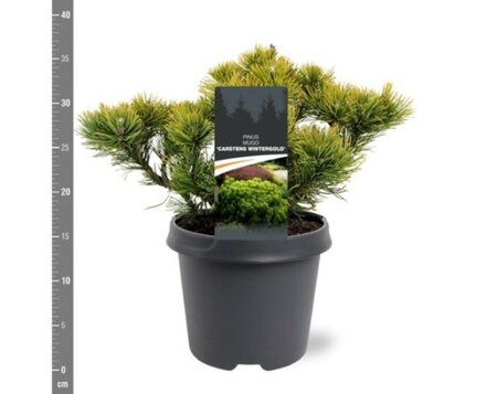 Pinus 'Carstens Wintergold' - Image courtesy of Pannebakker