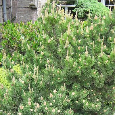 Pinus Mugo 'Mughus' - Photo by Meneerke bloem (GFDL)