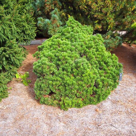 Pinus mugo 'Sherwood Compact' - Photo by F. D. Richards (CC BY-SA 2.0)