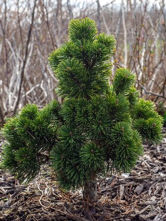 Pinus mugo 'Sherwood Compact' - Photo by F. D. Richards (CC BY-SA 2.0)