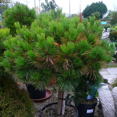 Pinus 'Pierick Bregeon' - Photo taken at Ardcarne Garden Centre, Boyle – 17/10/2025