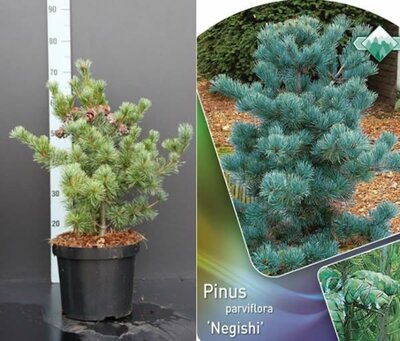 Pinus Negishi