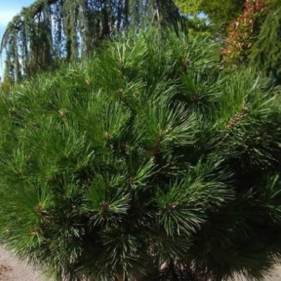 Pinus nigra 'Brepo' - Image courtesy of Tully Nursery