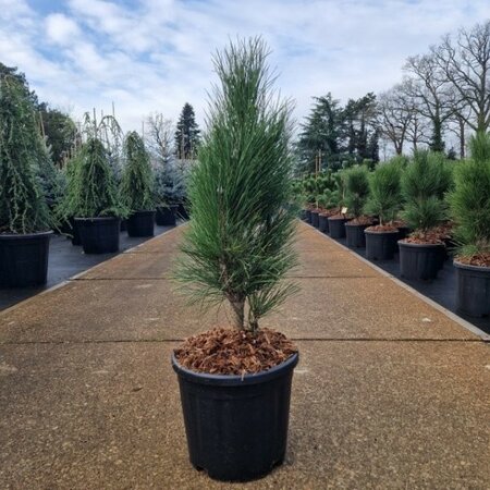 Pinus Nigra 'Green Tower' - Image courtesy of Impulse Plants