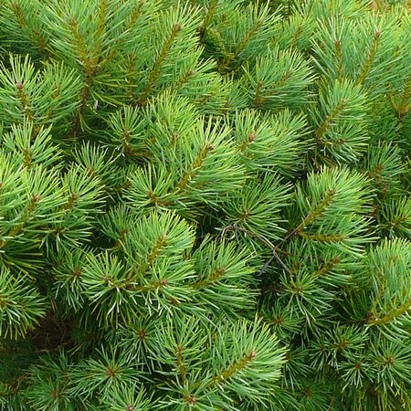 Pinus nigra 'Marie Bregeon' - Photo by RY (Ardcarne)