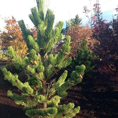 Pinus nigra 'Oregon Green' - Photo by Megan Hansen (CC BY-SA 2.0)