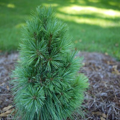 Pinus schwerinii 'Wiethorst' - Photo by F. D. Richards (CC BY-SA 2.0)