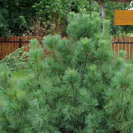 Pinus strobus 'Macopin' - Photo by Babij (CC BY-SA 2.0)