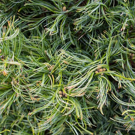 Pinus strobus 'Squiggles' - Photo by F. D. Richards (CC BY-SA 2.0)