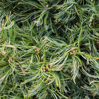 Pinus strobus 'Squiggles' - Photo by F. D. Richards (CC BY-SA 2.0)