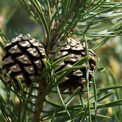 Scots Pine (Pinus Sylvestris) Irish Certified 30-40cm Bare Root