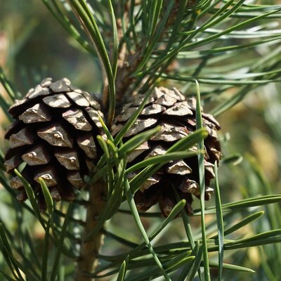 Scots Pine (Pinus Sylvestris) Irish Certified