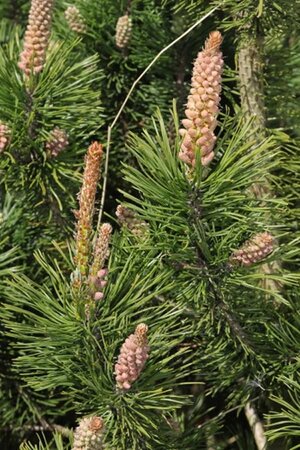 Pinus sylvestris (Scots Pine) - Photo by Stephen James McWilliam (CC0)