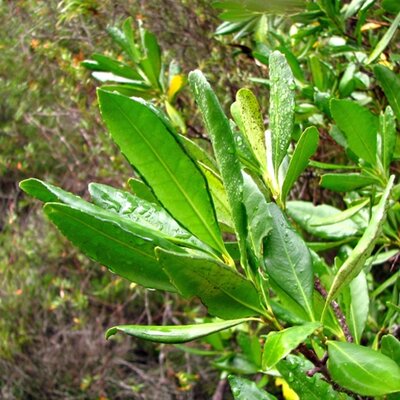 Pitavia punctata - Photo by pabloendemico (CC BY-SA 2.0)